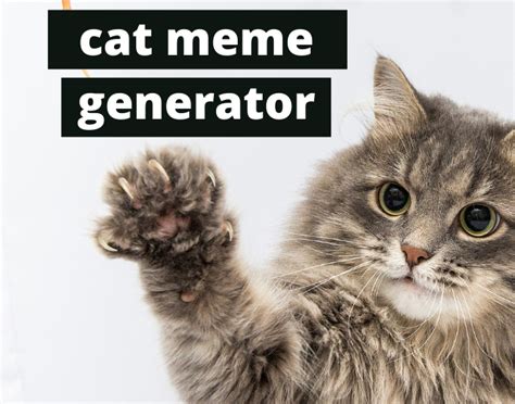 cat meme generator|funny cat meme maker.